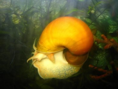Ampularia