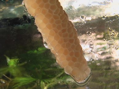 caviar of ampullaria