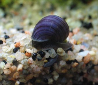Blueberry ampullarium