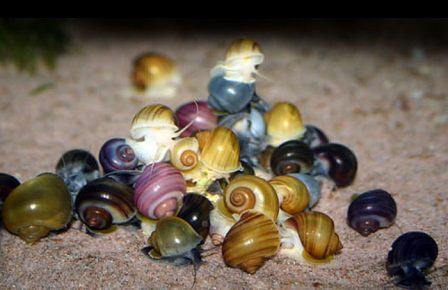 ampullarium