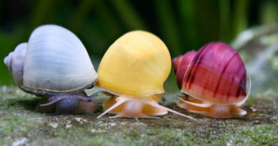 multi-colored snails