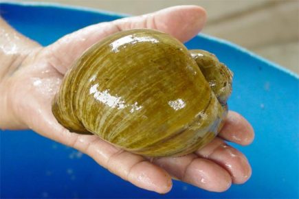 Ampularia in the palm of your hand