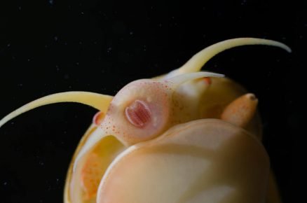 snail