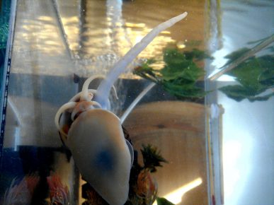 siphon