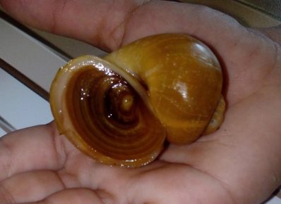 Horn cover of an ampularia