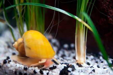 Ampularia at the bottom of the aquarium