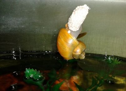 Ampularia lays eggs