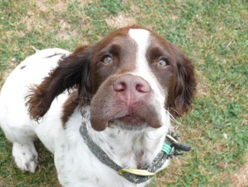 Anaphylactic shock in dogs