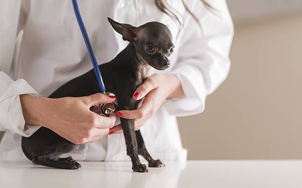 Dogs at risk for anemia