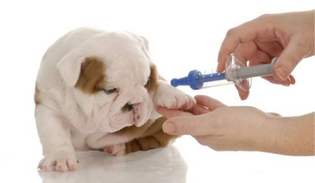 Treatment of anemia in dogs