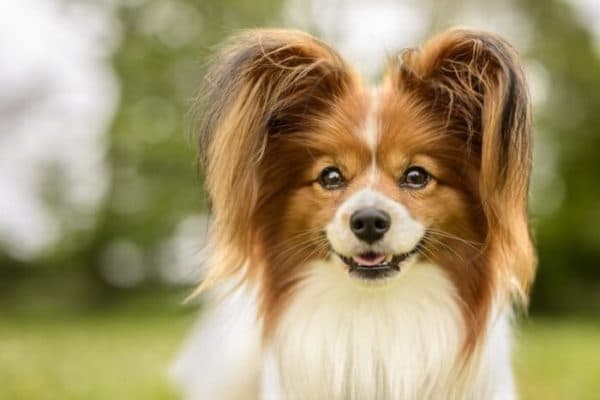 English nicknames for dogs