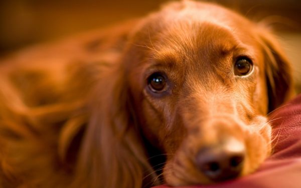 English nicknames for dogs of boys and girls read the article