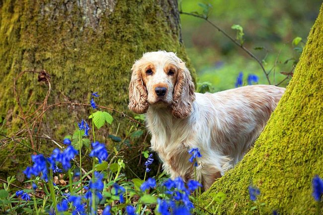 The English Cocker Spaniel is working so hard that it seems he never gets tired of hunting.
