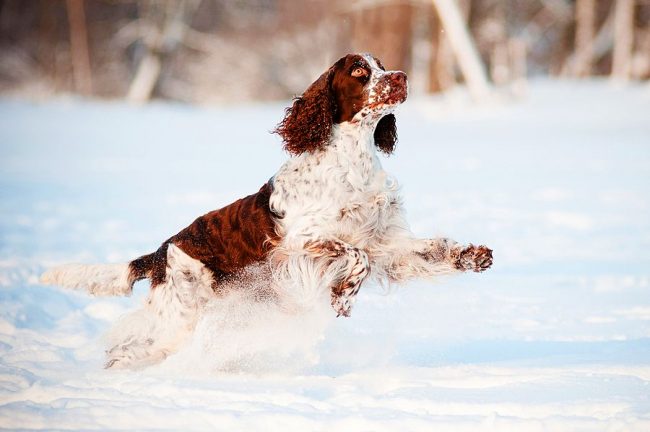 Cocker Spaniel can actively play outdoors in any weather conditions