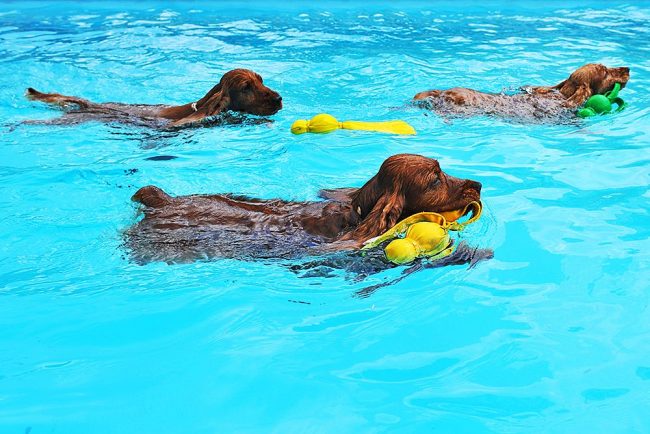The cocker spaniel swims very beautifully and quietly, it seems that the dog does not exert any effort at all.