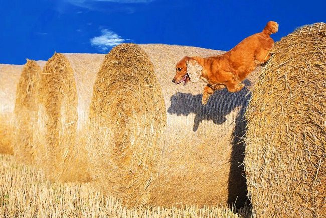 The English Cocker Spaniel rejoices in the harvest