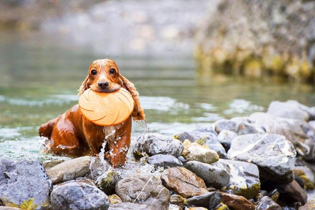Games with the English Spaniel will bring a lot of pleasure to the owner and the dog