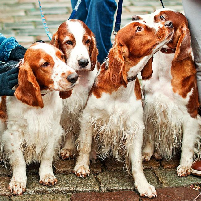 The English Cocker Spaniel is a sporting dog with indefatigable energy, which constantly sets it in motion