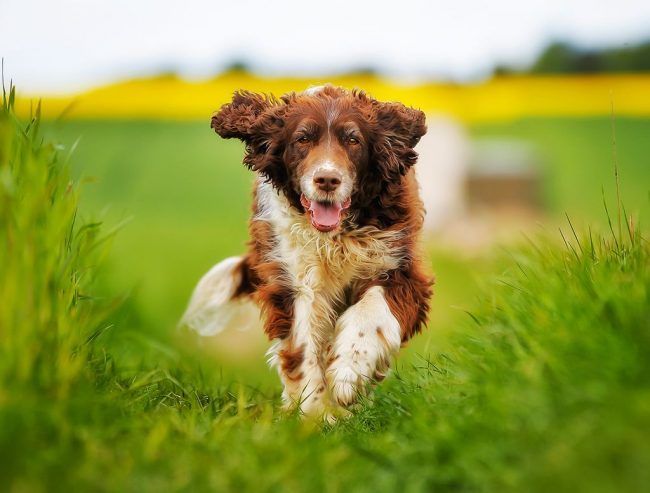 The English cocker spaniel in the house is a sea of   positive and happiness