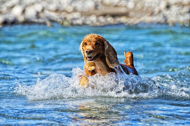 Love for this kind of physical activity, like swimming, in cocker spaniels in the blood