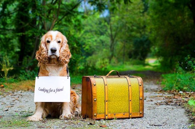 Spaniels are so smart that they can use non-standard ways to find friends.