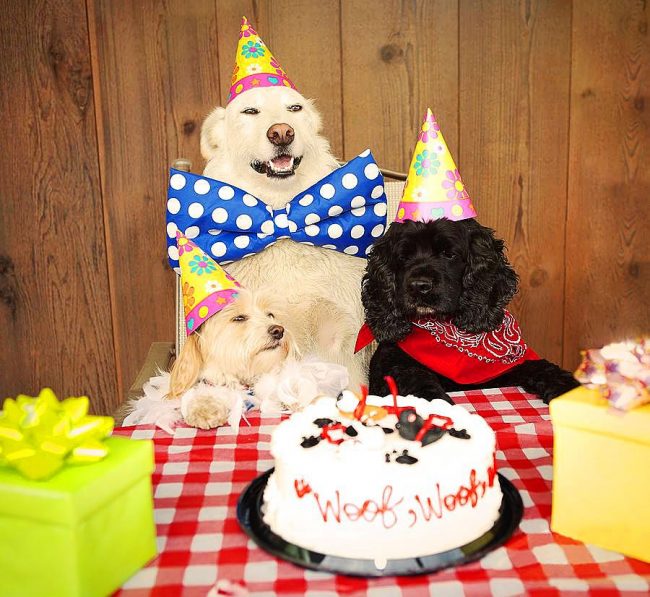 The festive party of the cocker spaniel and his cheerful friends