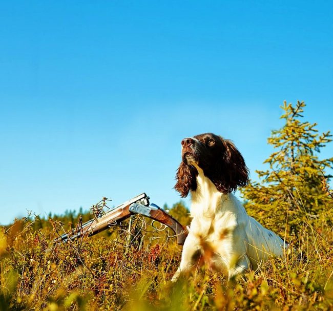 Even on a flying plane, spaniels do a stance, thinking it is game