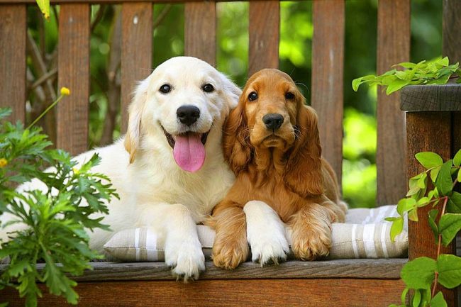 Two funny little friends - Labrador and Cocker Spaniel