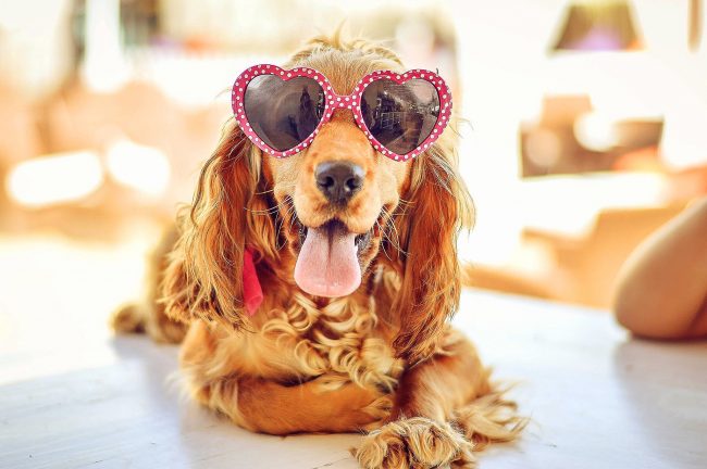 The English Cocker Spaniel is very fond of fashionable hairstyles - after all, this is one of its main advantages