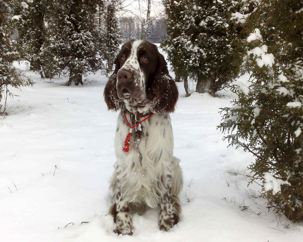 English Springer Spaniel in the Forest