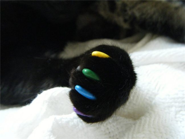 Anti-scratches for cats