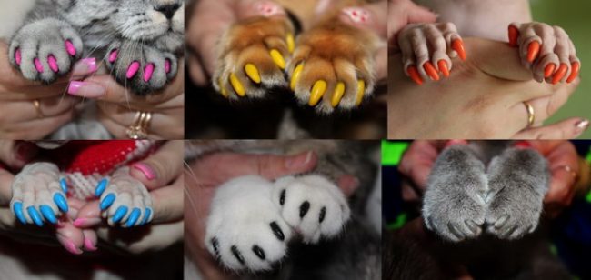 Anti-scratches for cats