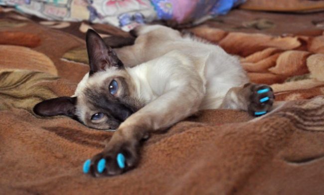 Anti-scratches for cats