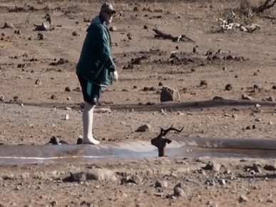 The salvation of impala (black-faced antelope) from the pit