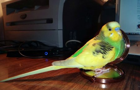 Parrot Archik