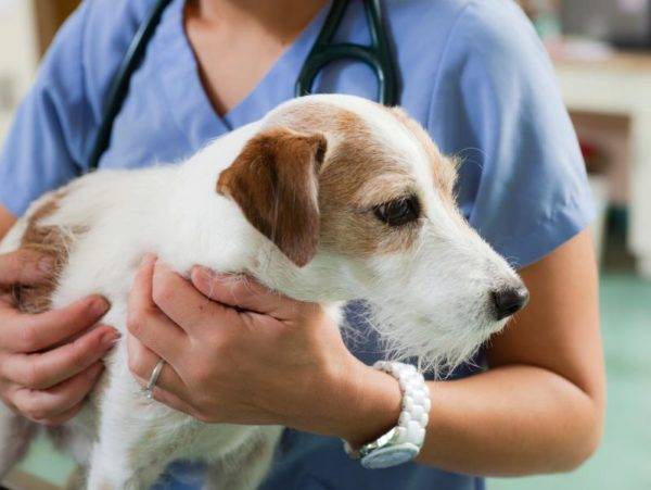 dog in the veterinarian