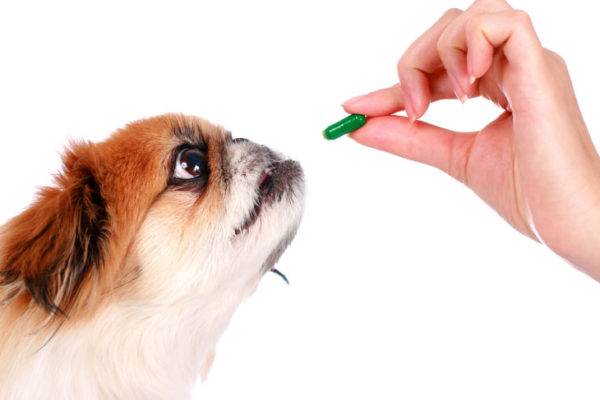 Vitamin deficiency in dogs