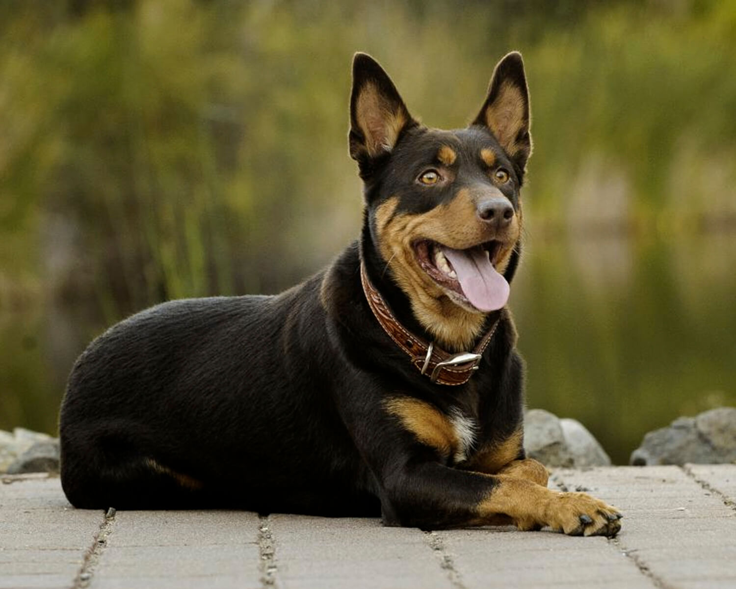 Australian Kelpie