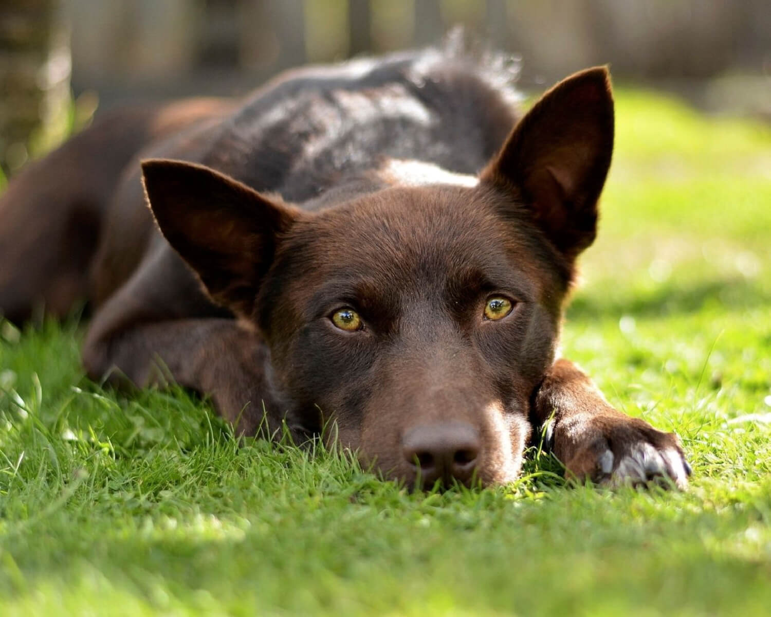 Australian Kelpie Dog Breed