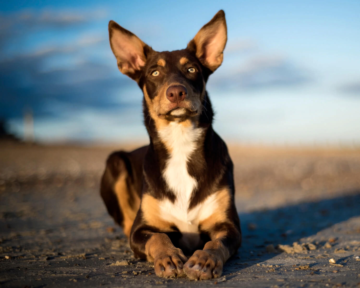 Australian Kelpie breed