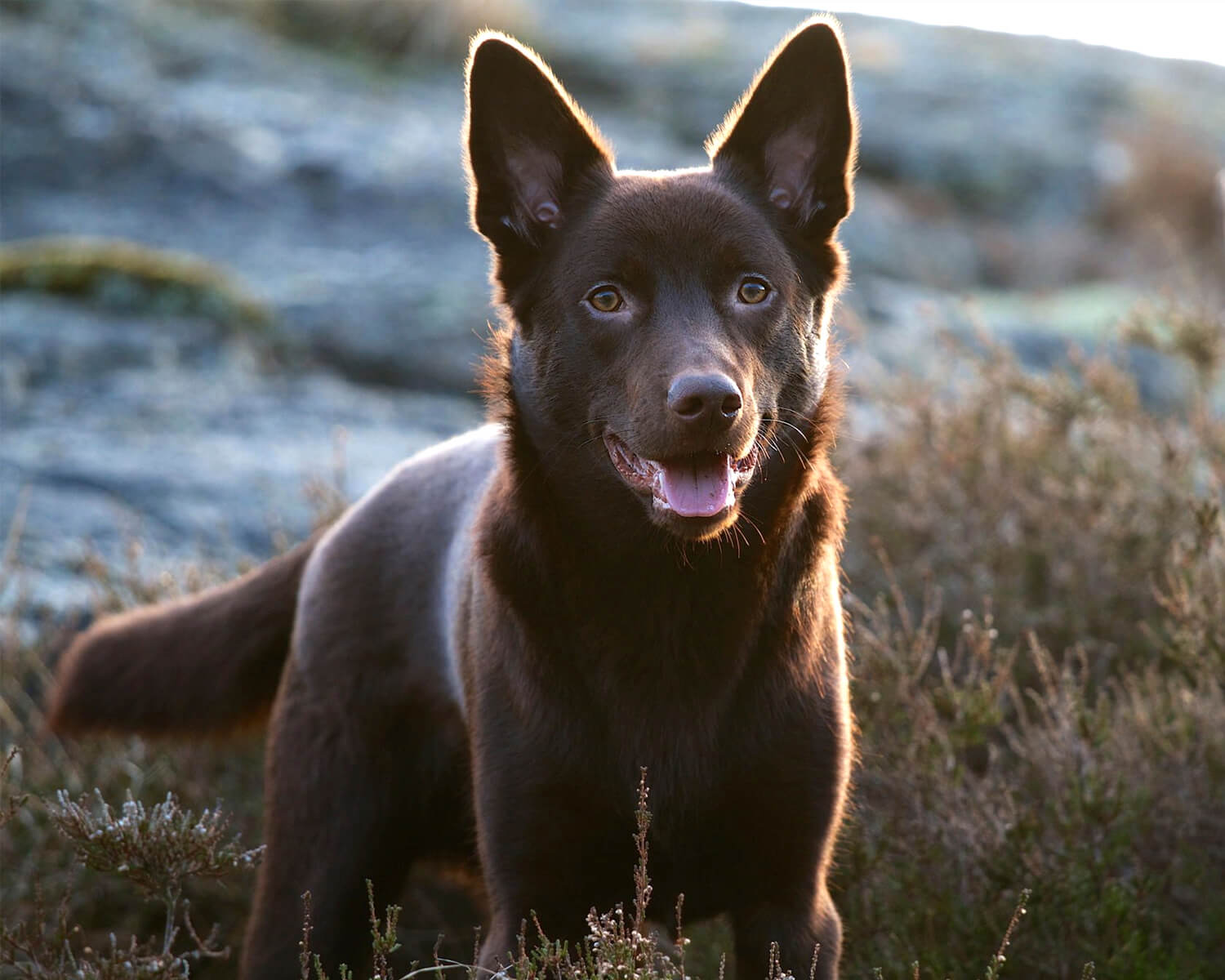 Australian Kelpie breed