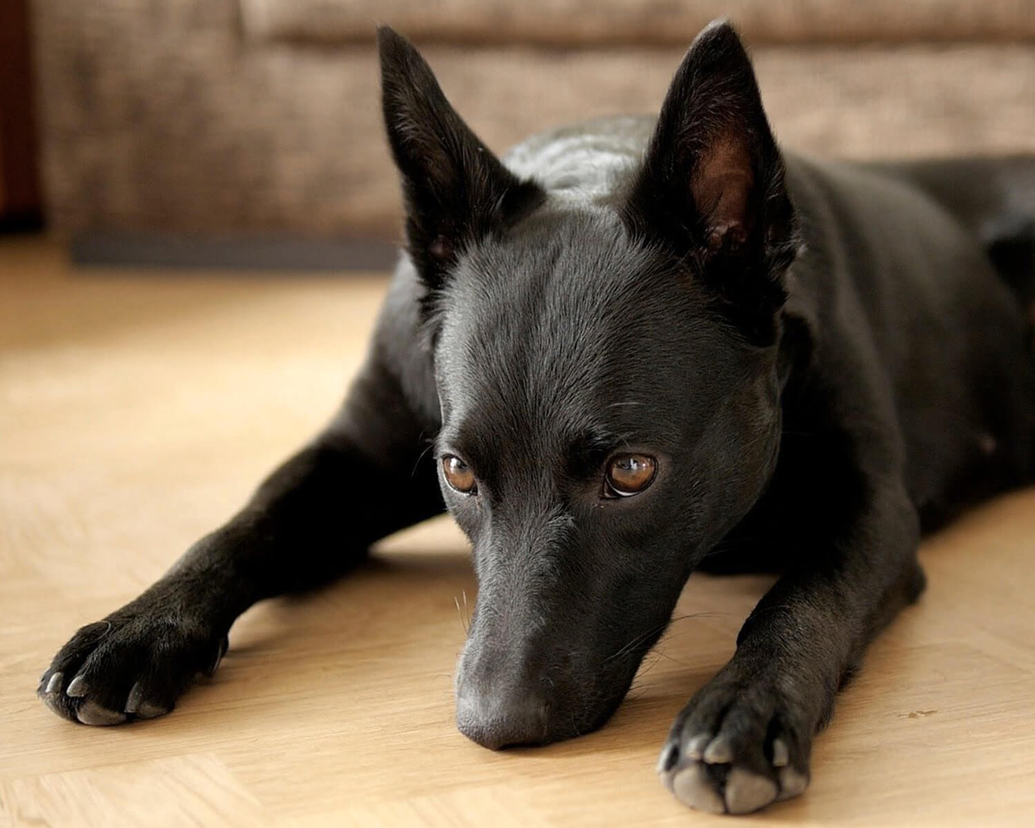 kelpie australian dog