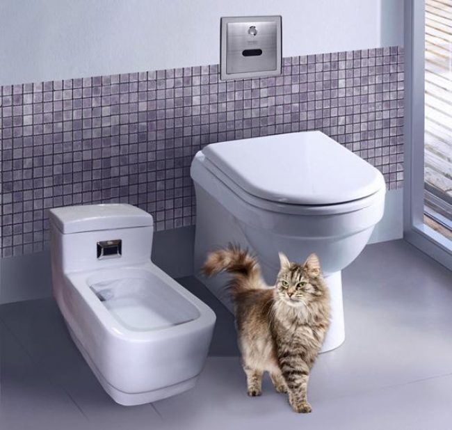 Automatic toilet for cats