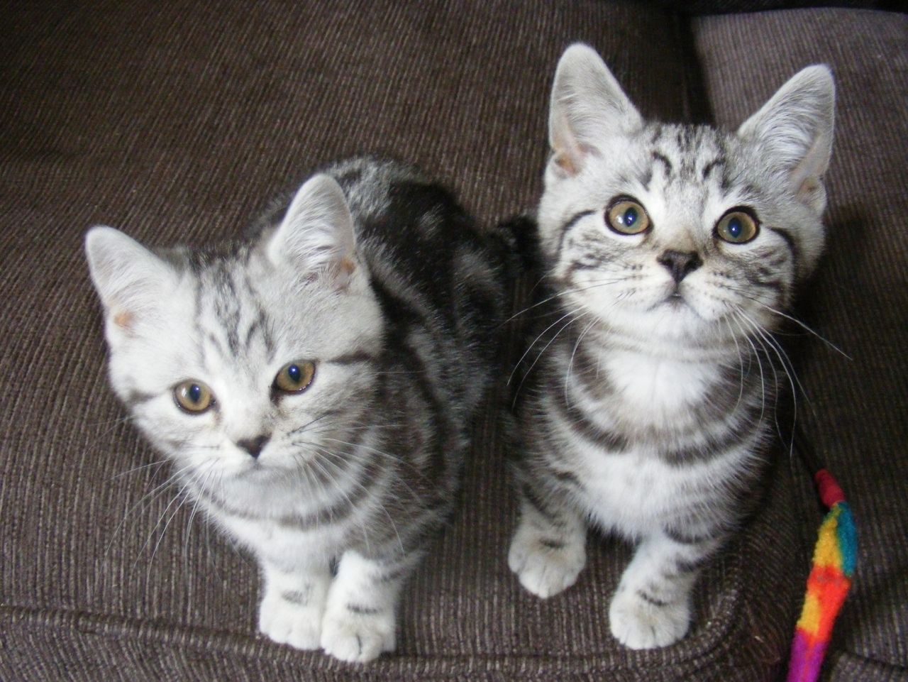 Asian Tabby Kittens