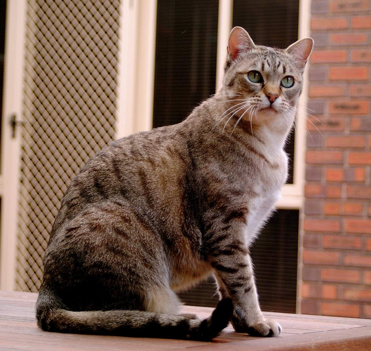 Asian Tabby Breed Cat