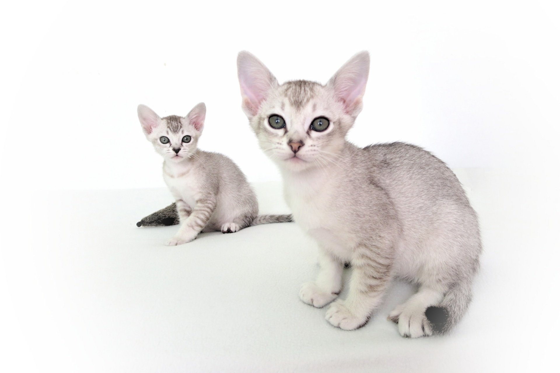 Asian Tabby Kittens