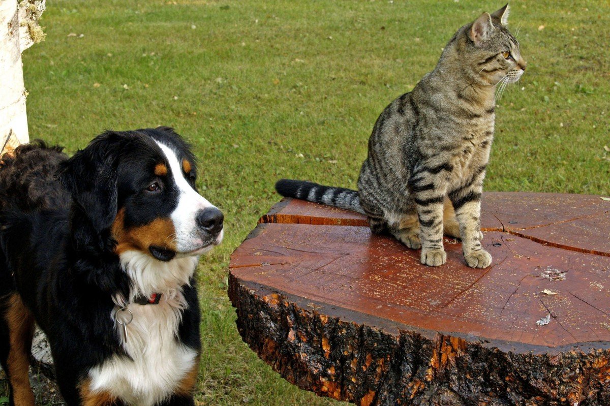 Asian tabby next to the dog