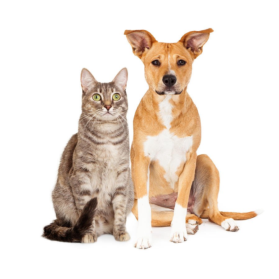 Asian tabby cat with a dog