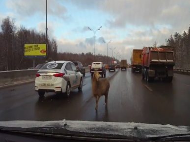 The sheep walked around the Moscow Ring Road and almost made a congestion