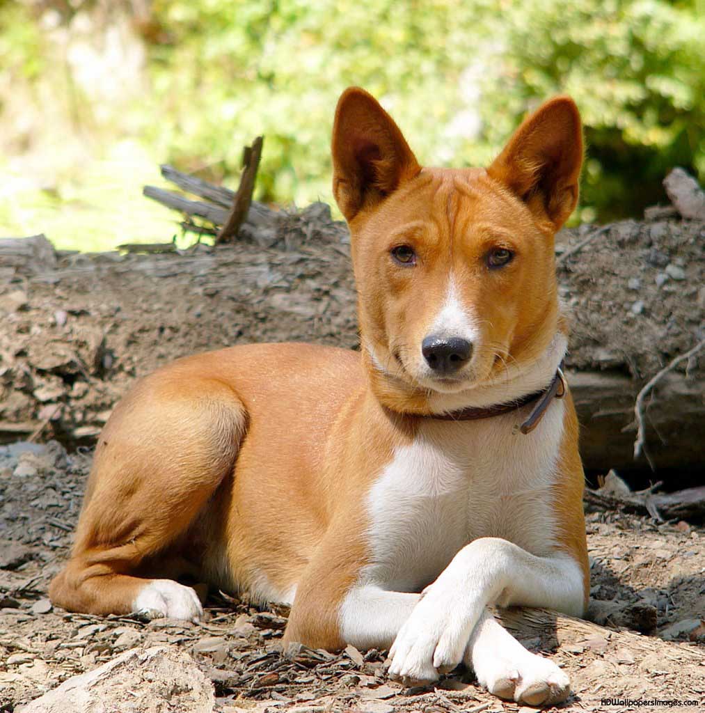 photo basenji